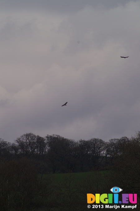 D7D00458 Buzzards (Buteo buteo) circling over field